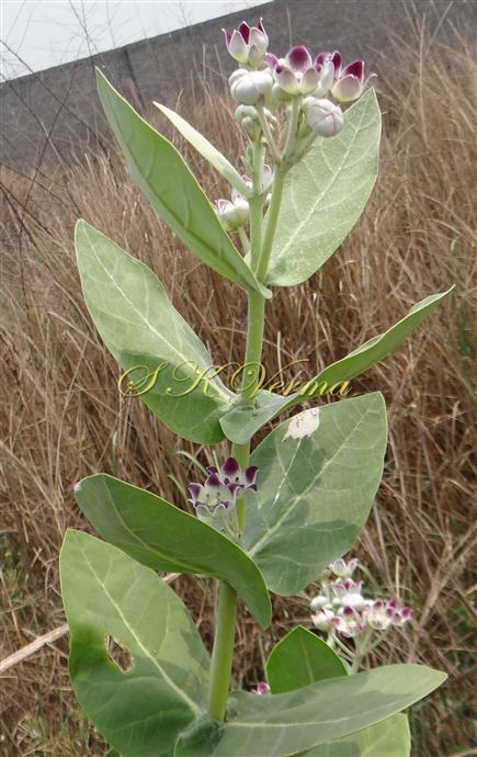  Flowering branch 